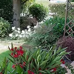 Il Giglio *